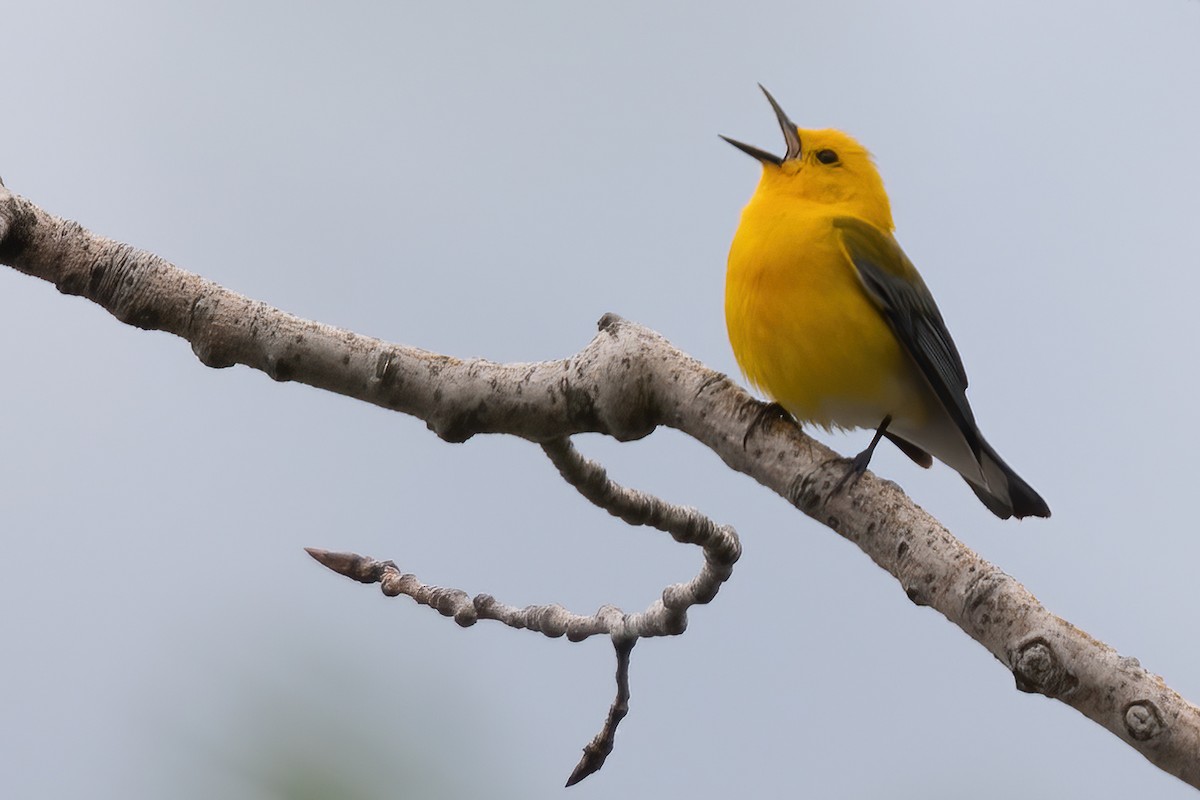 Prothonotary Warbler - ML619200772