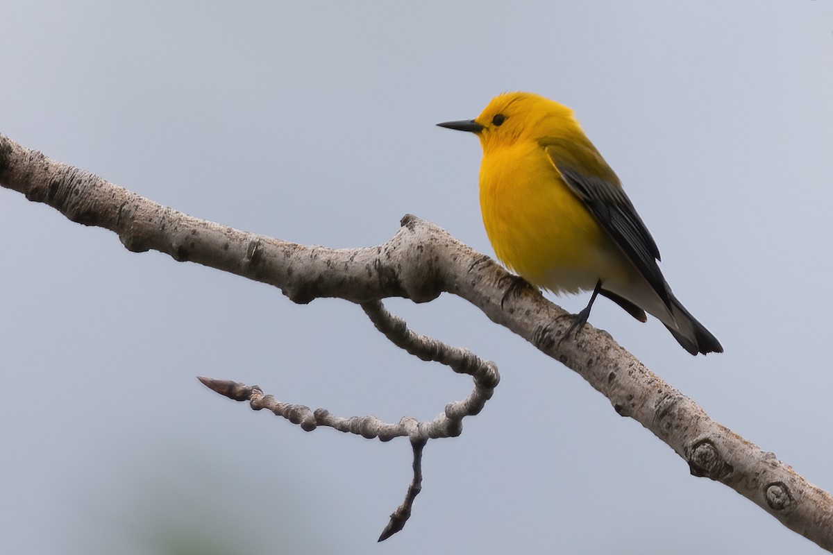 Prothonotary Warbler - ML619200773