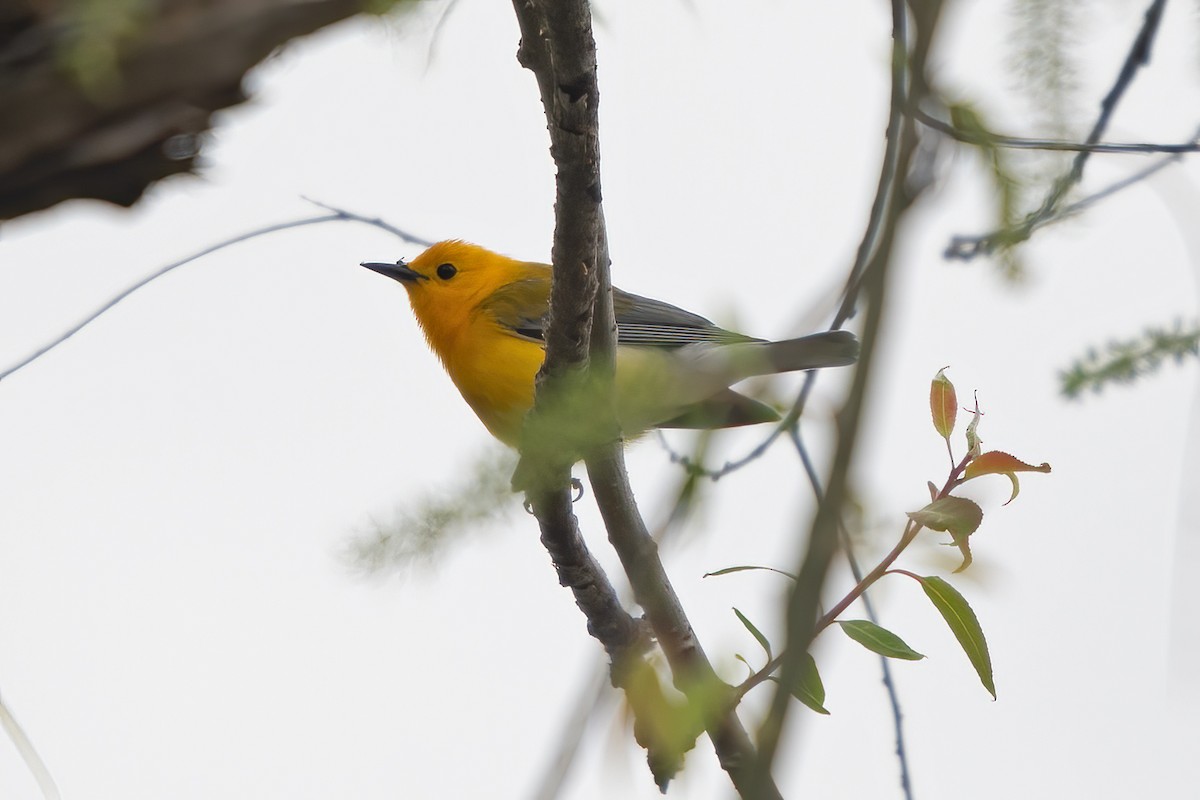 Prothonotary Warbler - ML619200774