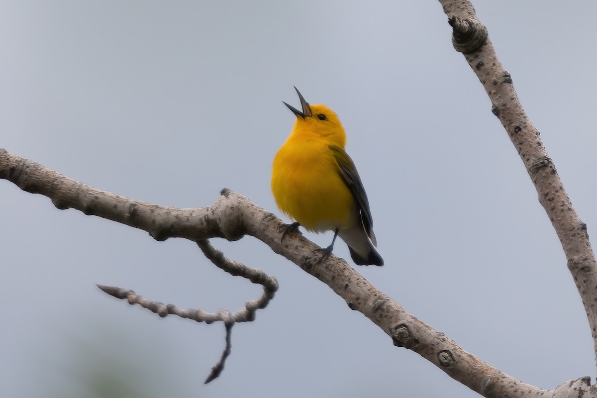Prothonotary Warbler - ML619200775