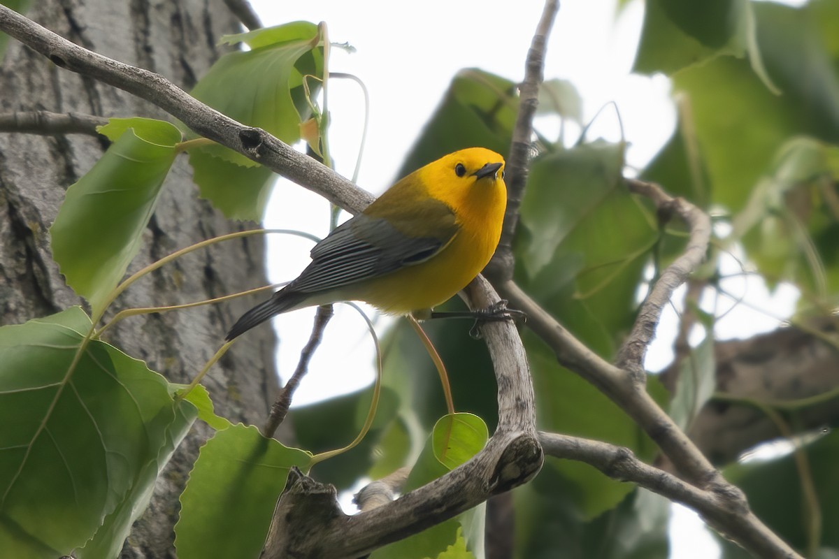 Prothonotary Warbler - ML619200776