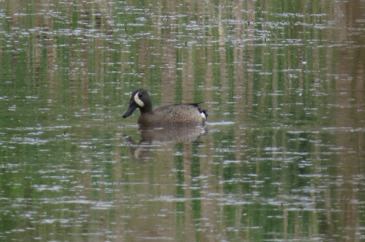Blue-winged Teal - ML619200782