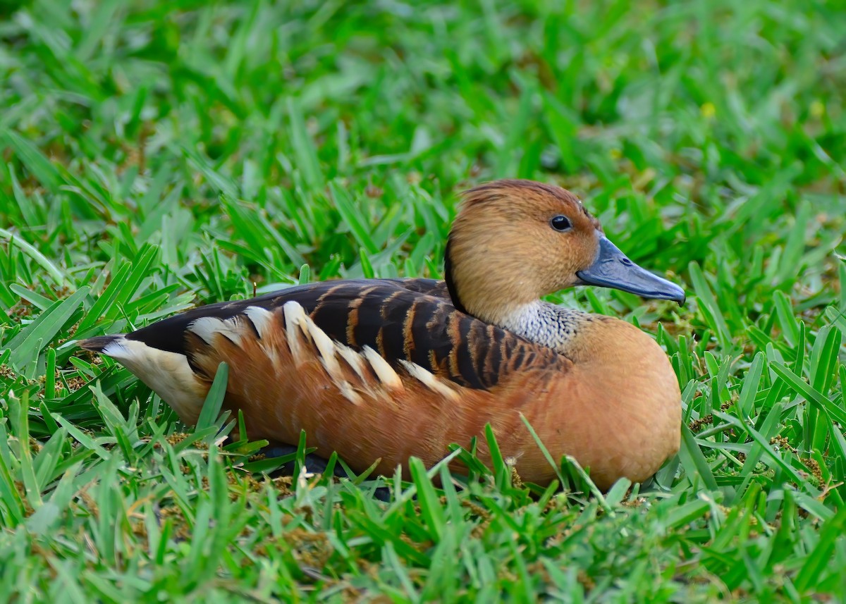 Fulvous Whistling-Duck - ML619200812