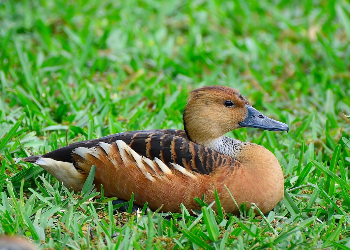 Fulvous Whistling-Duck - ML619200813