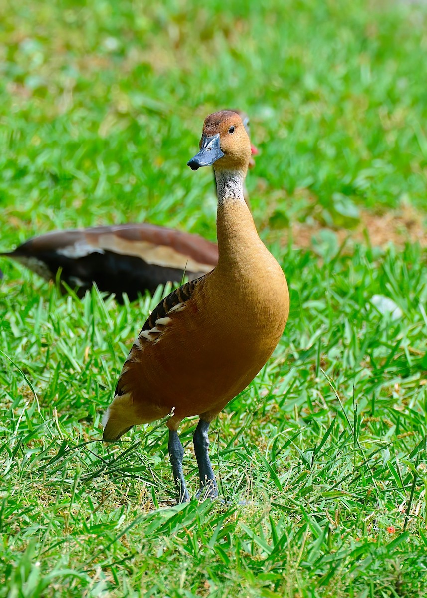 Fulvous Whistling-Duck - ML619200815