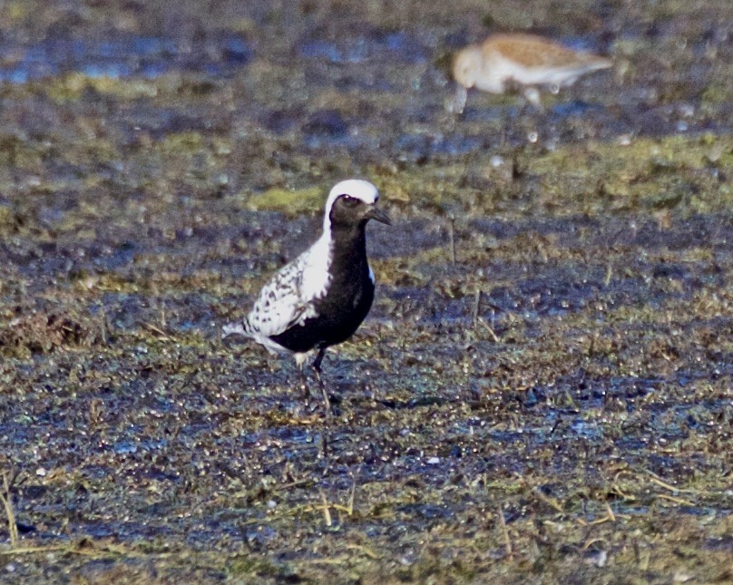 Black-bellied Plover - ML619200816
