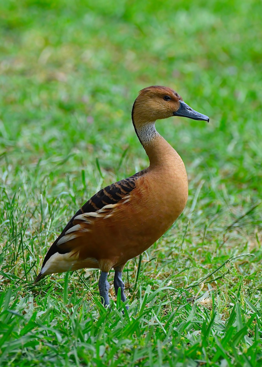 Fulvous Whistling-Duck - ML619200817