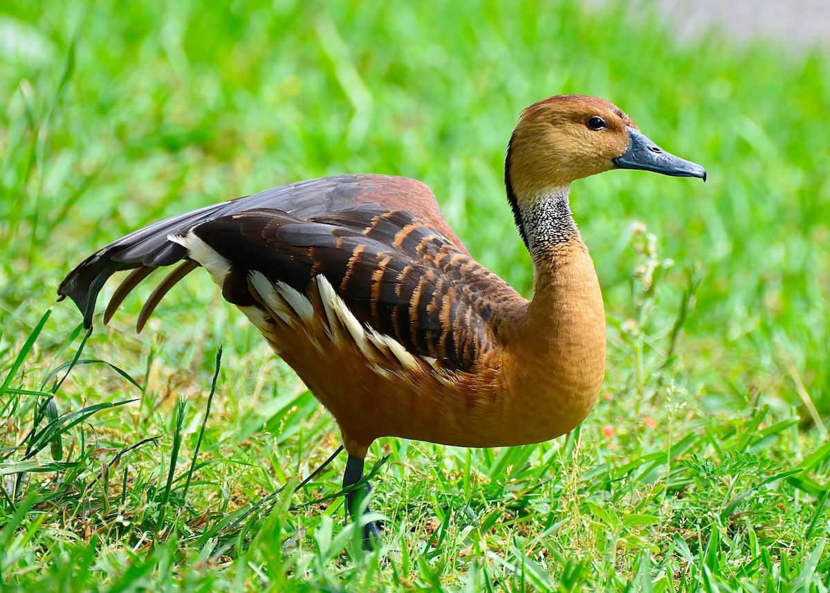 Fulvous Whistling-Duck - ML619200818