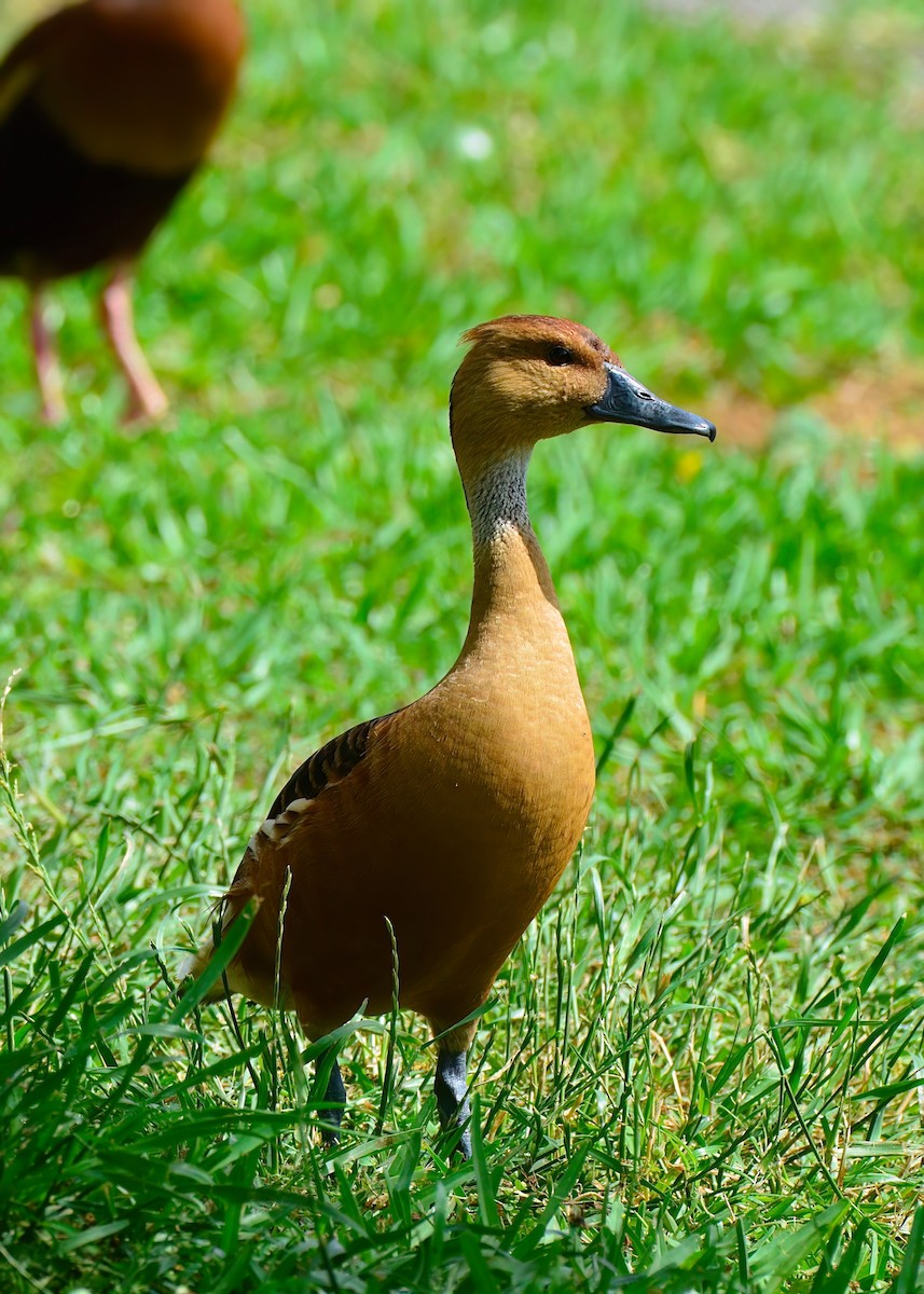 Fulvous Whistling-Duck - ML619200820