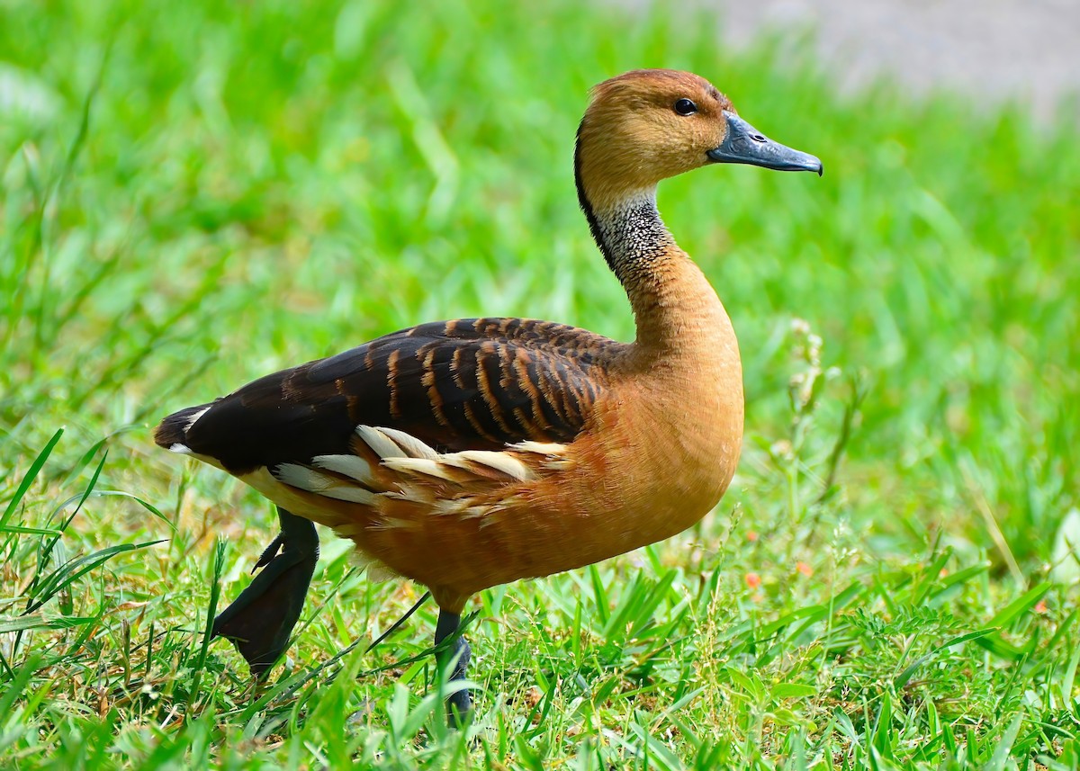 Fulvous Whistling-Duck - ML619200821