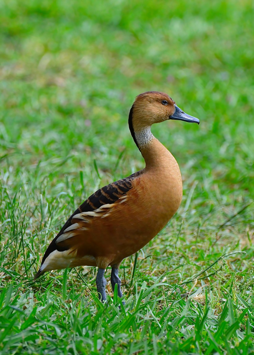 Fulvous Whistling-Duck - ML619200823