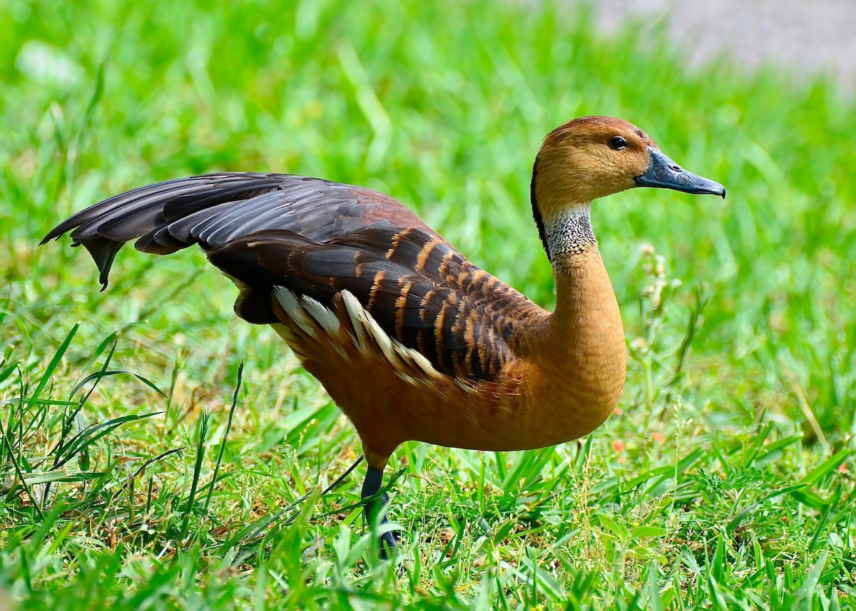 Fulvous Whistling-Duck - ML619200824