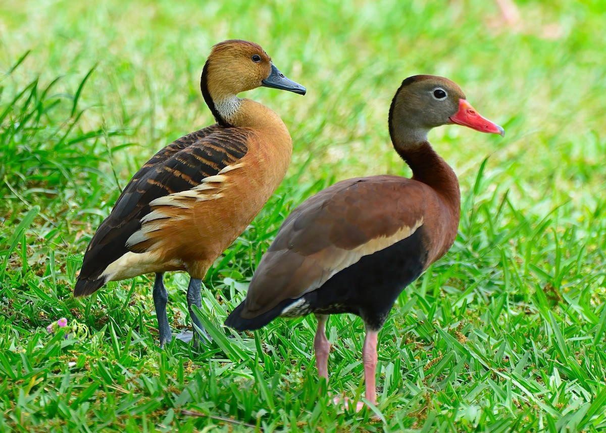 Fulvous Whistling-Duck - ML619200825