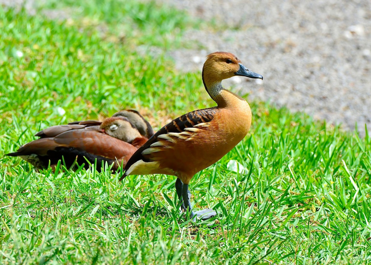 Fulvous Whistling-Duck - ML619200826