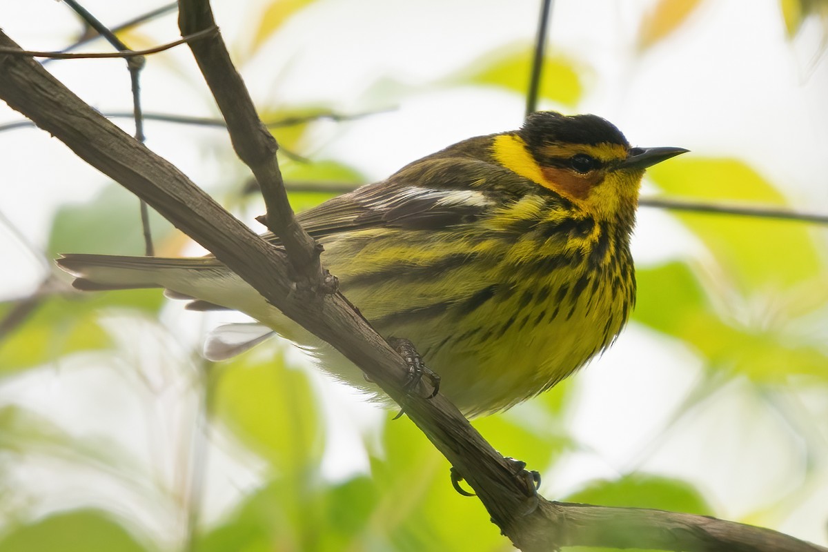 Cape May Warbler - ML619200835
