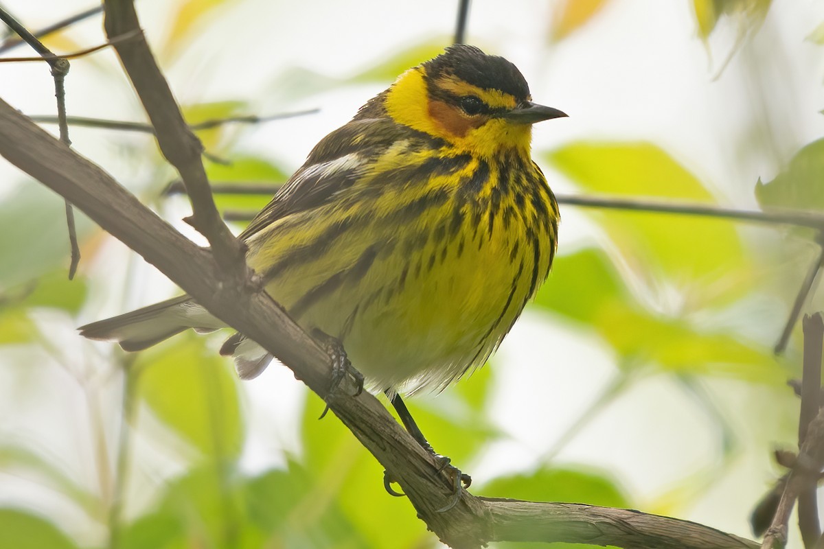 Cape May Warbler - ML619200836