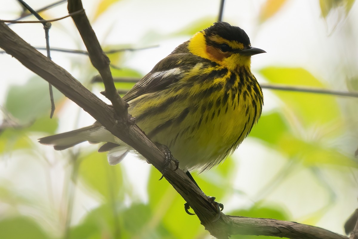 Cape May Warbler - ML619200837