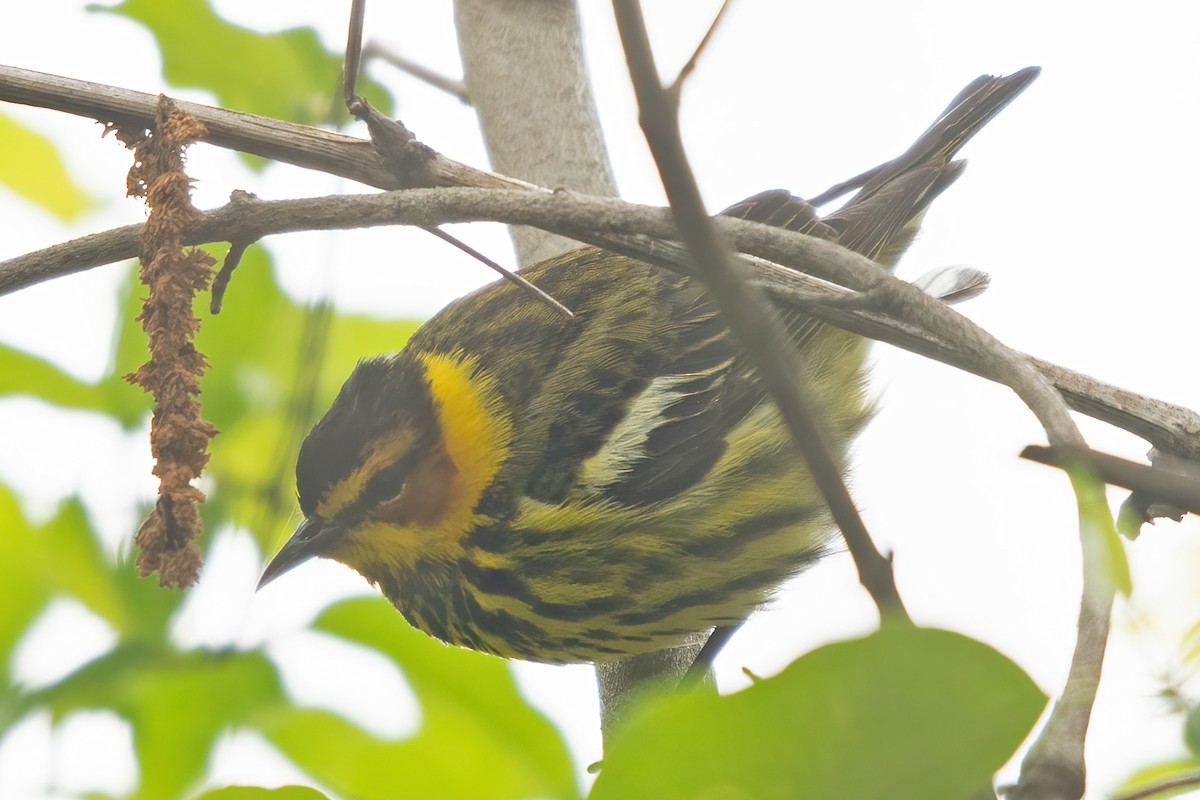 Cape May Warbler - ML619200838