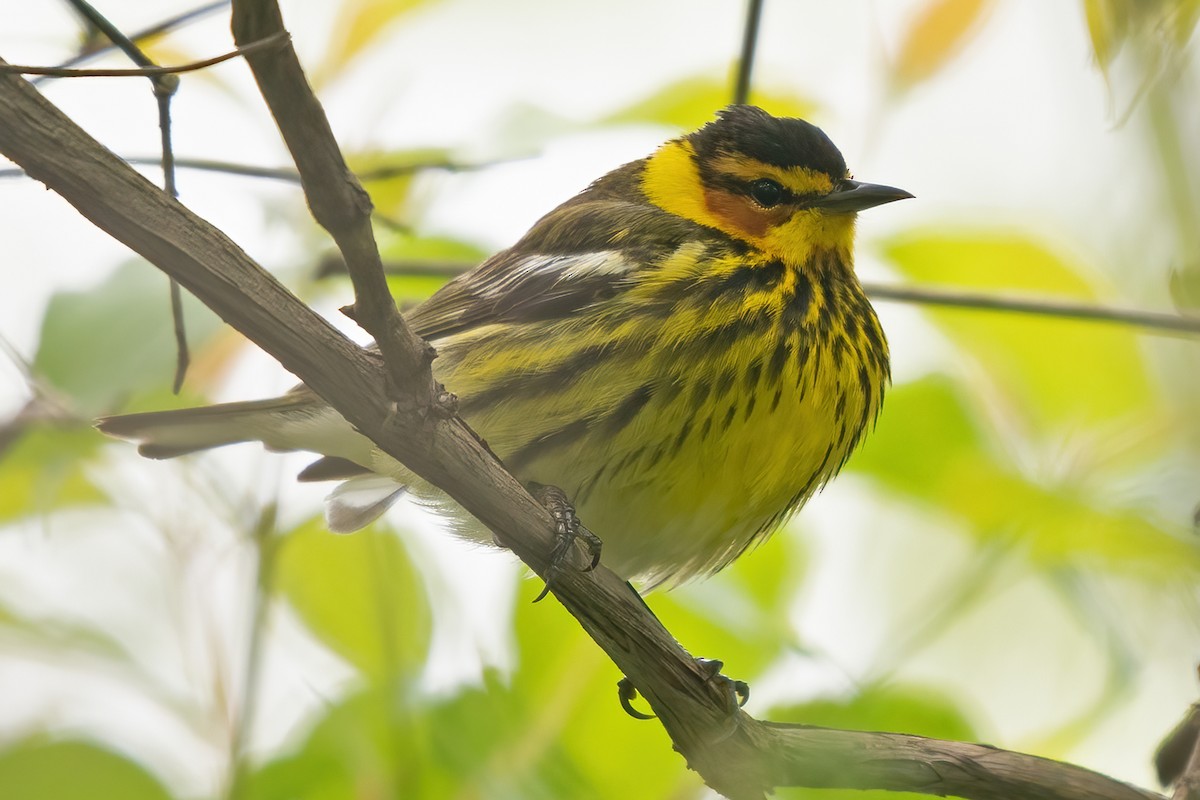 Cape May Warbler - ML619200839