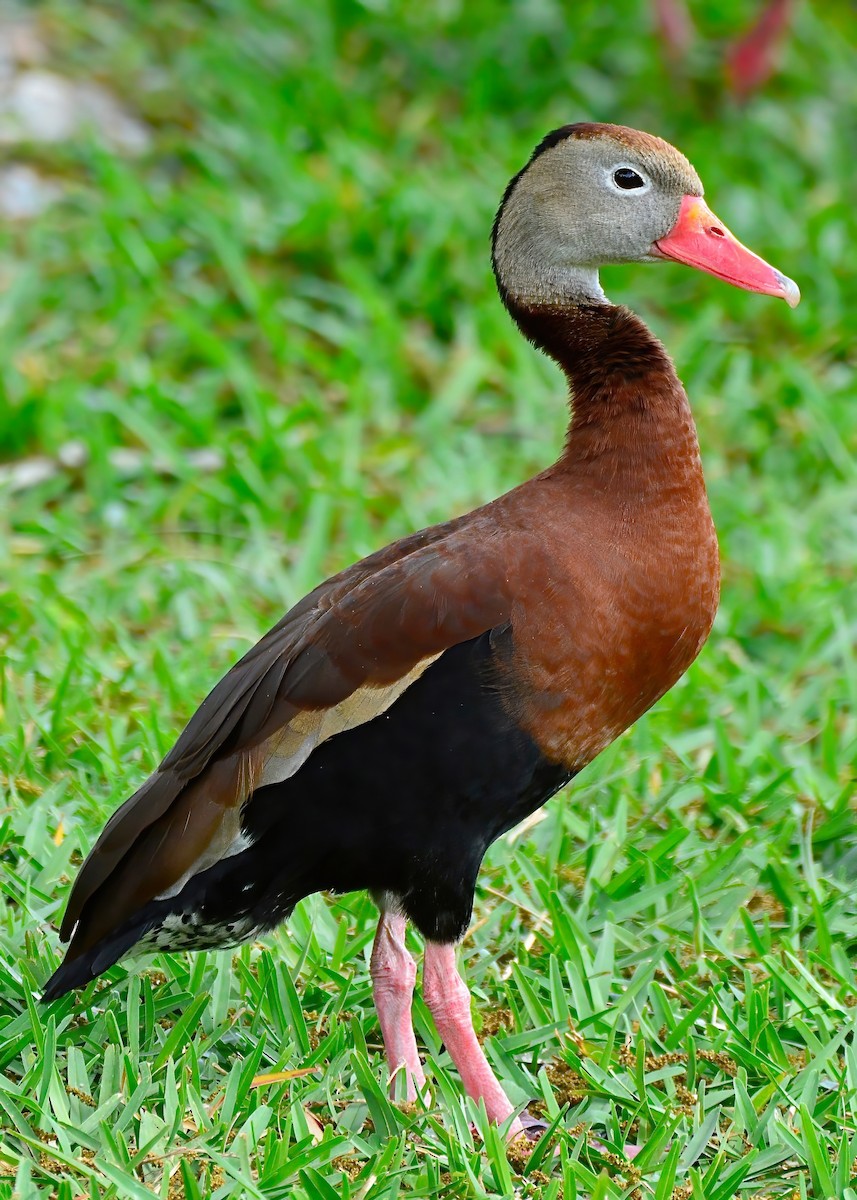 Black-bellied Whistling-Duck - ML619200861