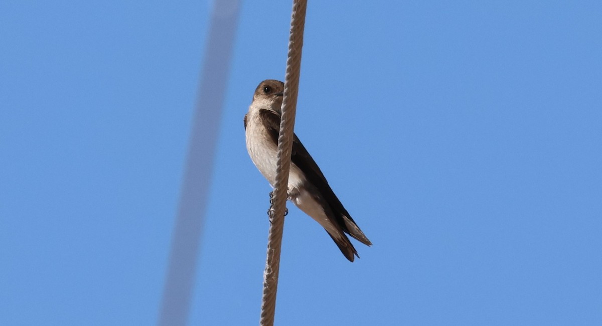 Northern Rough-winged Swallow - ML619200933