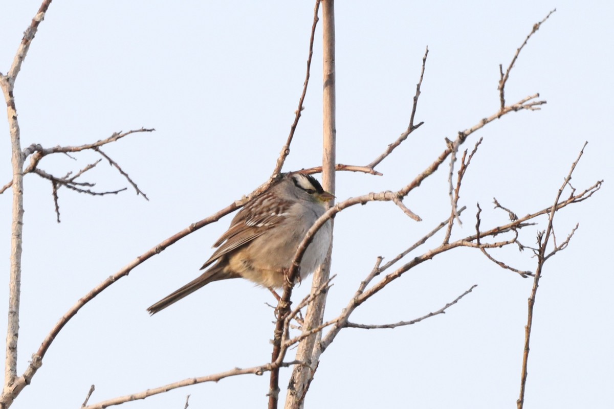 White-crowned Sparrow - ML619200967