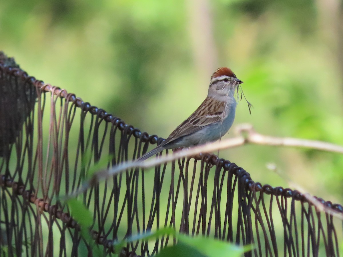 Chipping Sparrow - ML619200989