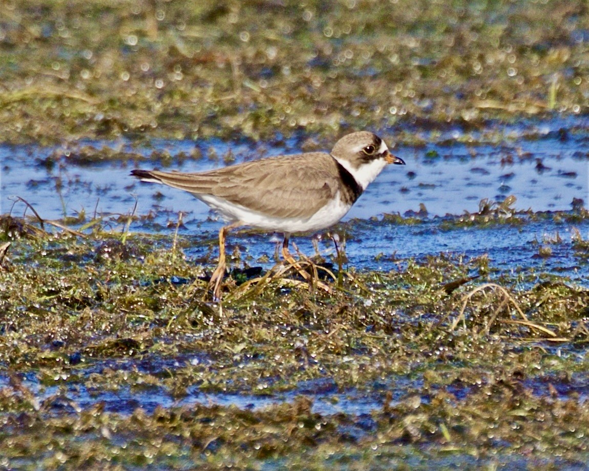 Semipalmated Plover - ML619201013