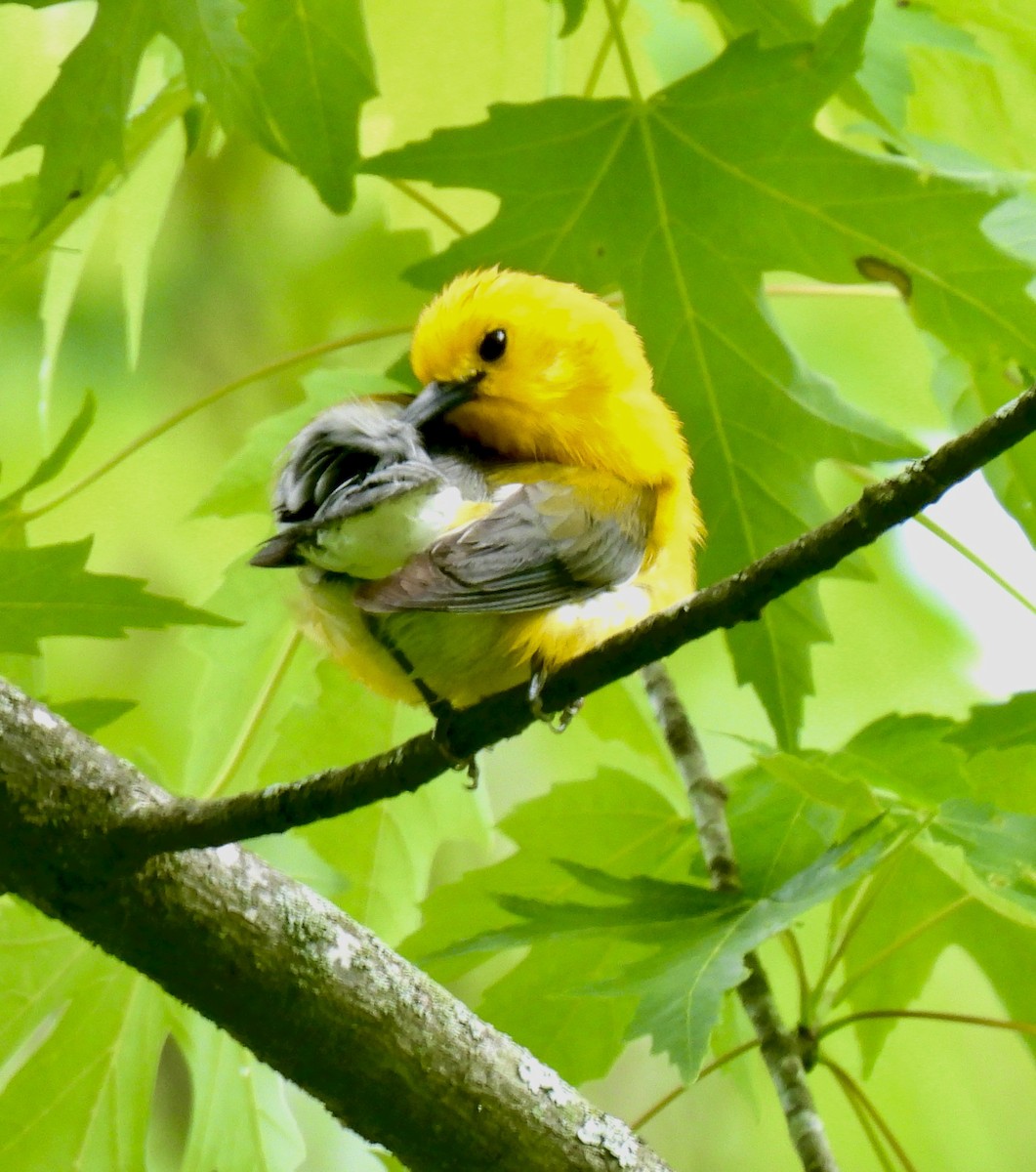 Prothonotary Warbler - ML619201022