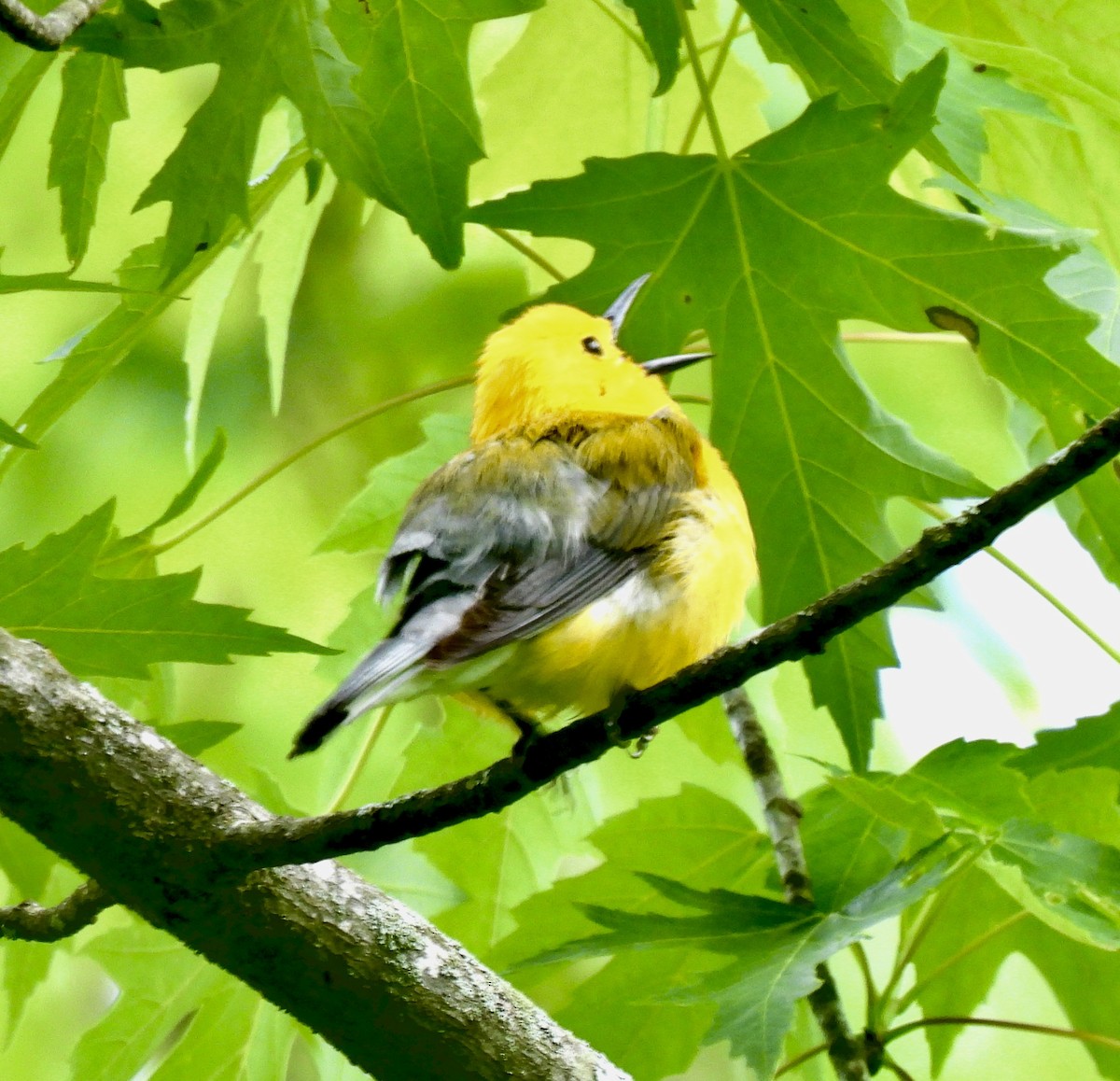 Prothonotary Warbler - ML619201023