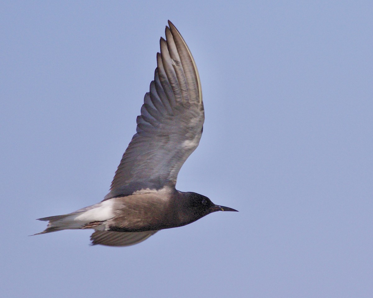 Black Tern - ML619201058