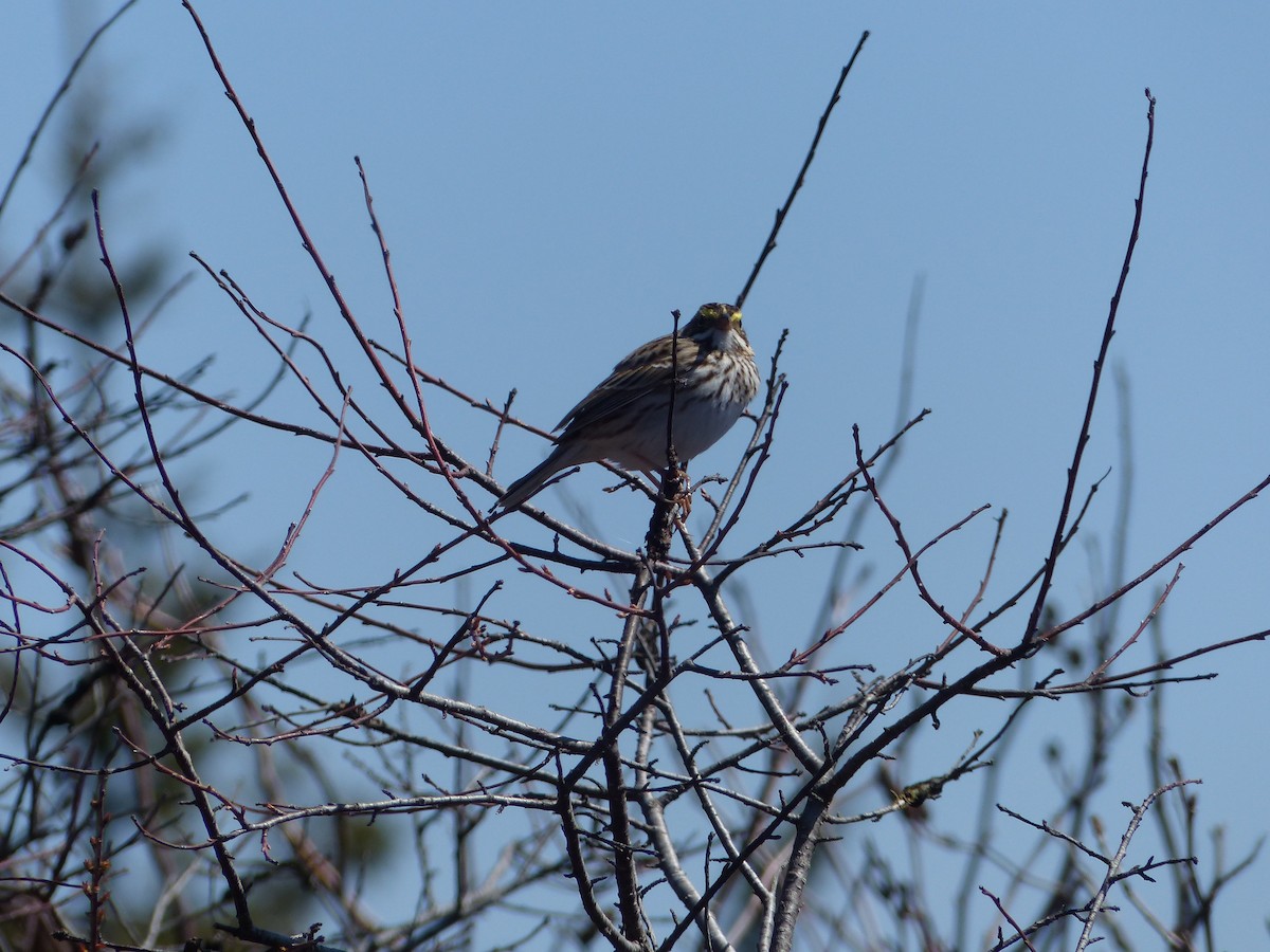 Savannah Sparrow - ML619201064