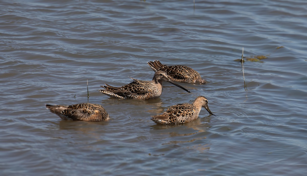 Long-billed Dowitcher - ML619201086