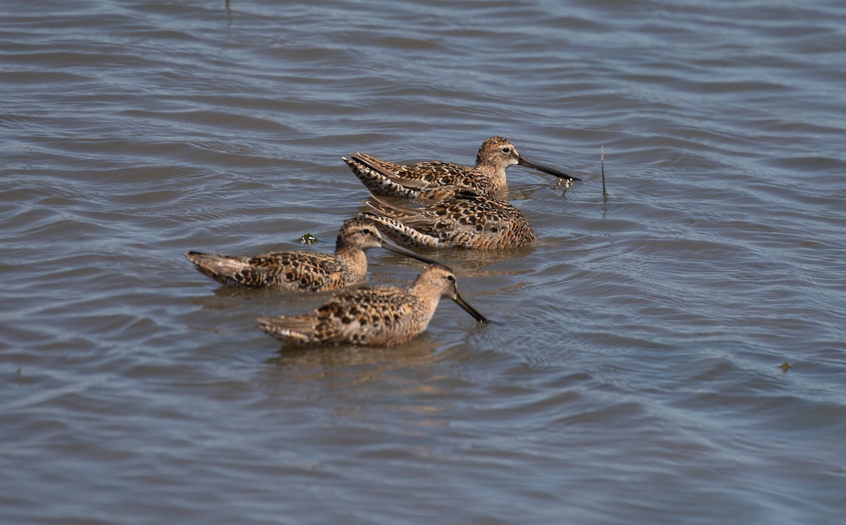 Long-billed Dowitcher - ML619201087