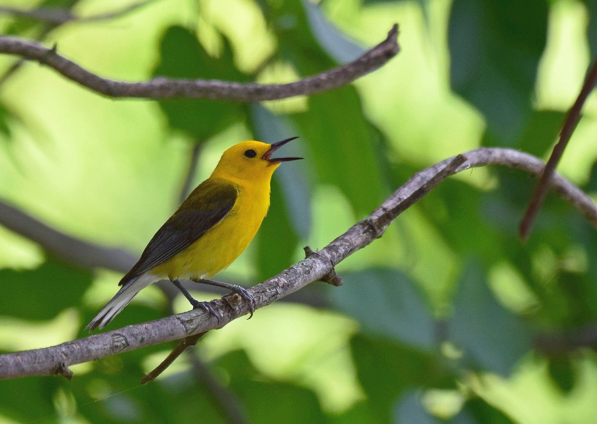 Prothonotary Warbler - Todd Hooe