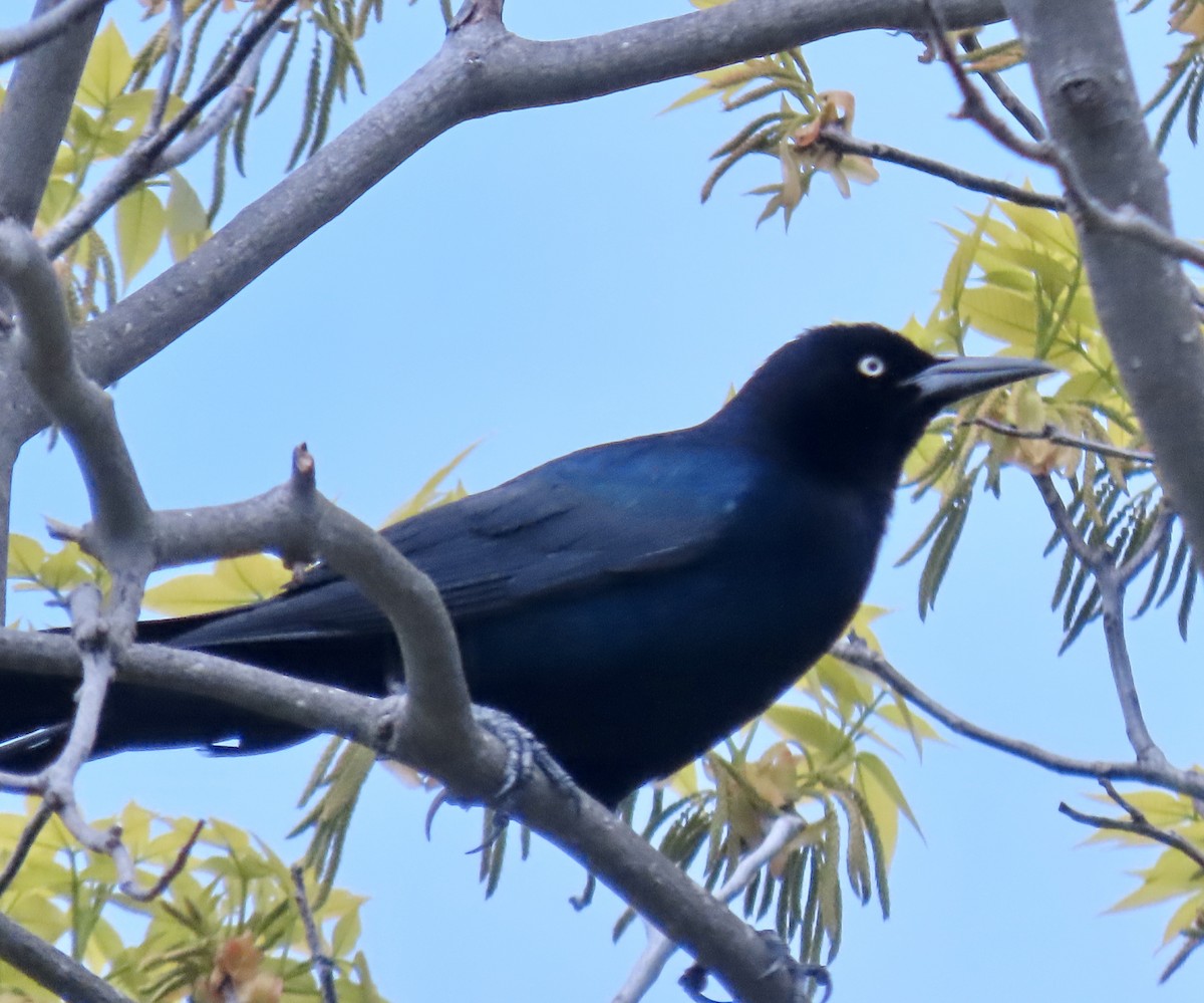 Boat-tailed Grackle - ML619201116