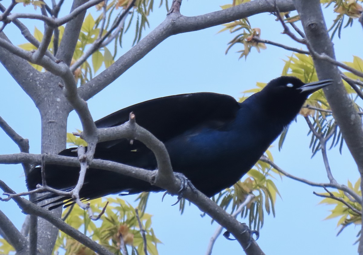 Boat-tailed Grackle - ML619201117
