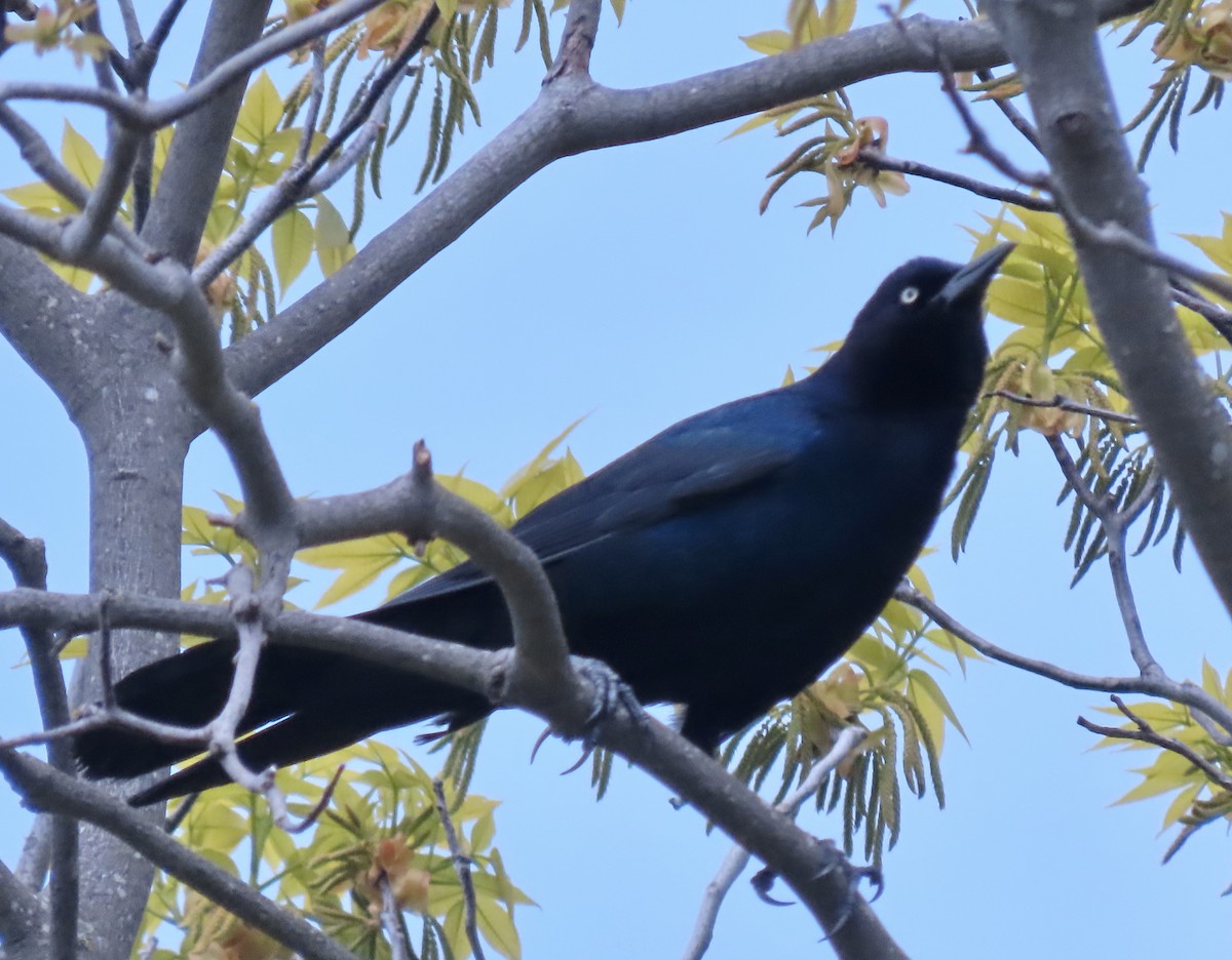 Boat-tailed Grackle - ML619201118