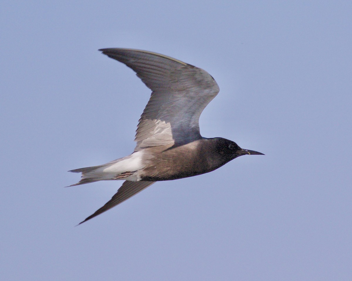 Black Tern - ML619201143