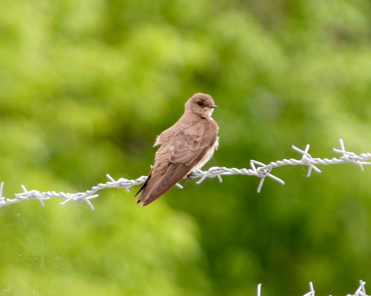 Northern Rough-winged Swallow - ML619201158