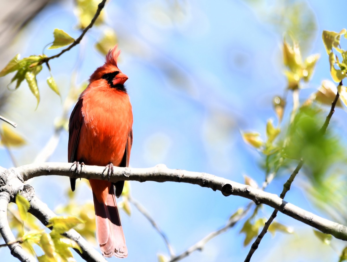 Cardinal rouge - ML619201178