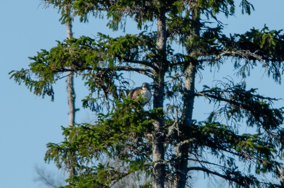 Red-tailed Hawk - ML619201181