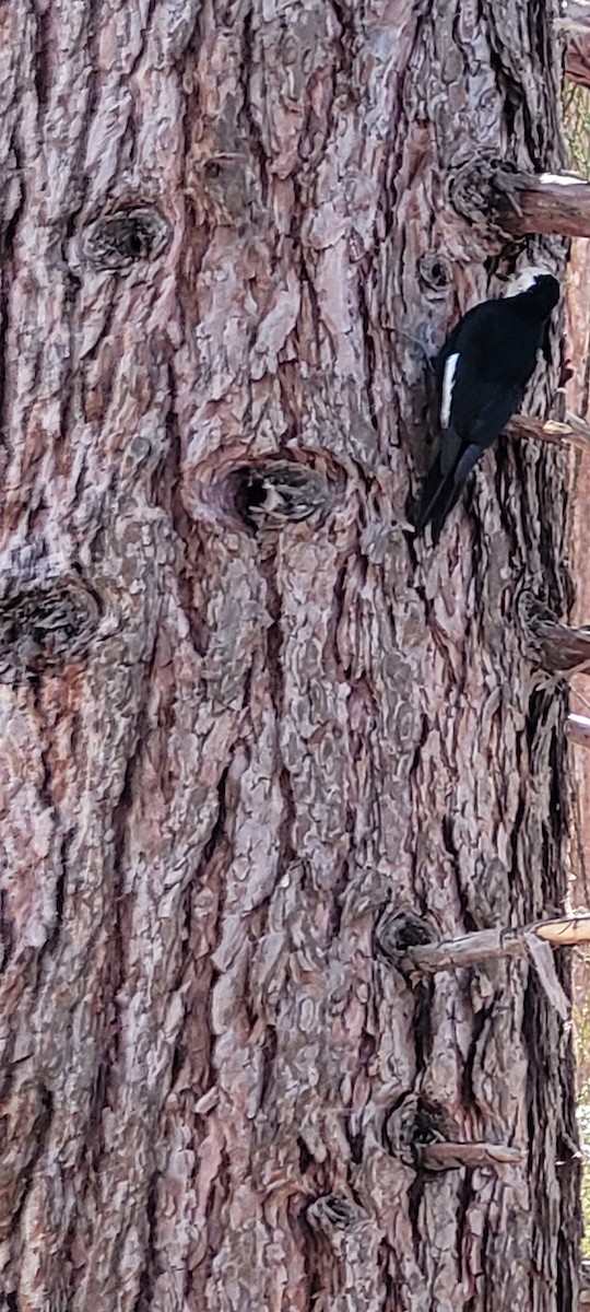 White-headed Woodpecker - ML619201184