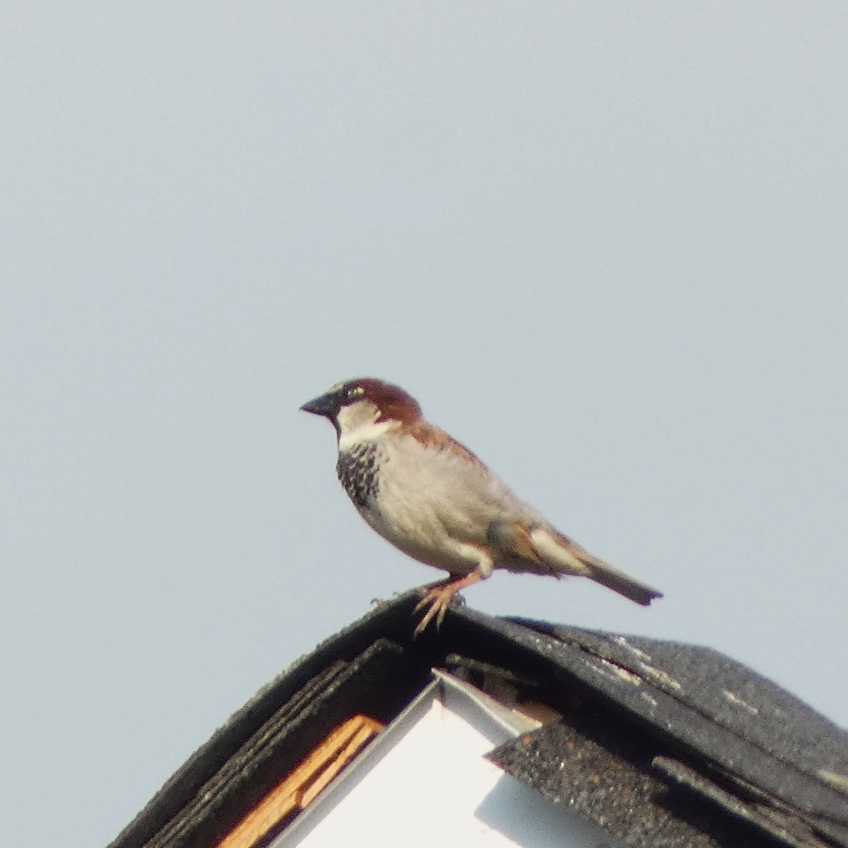 House Sparrow - ML619201201