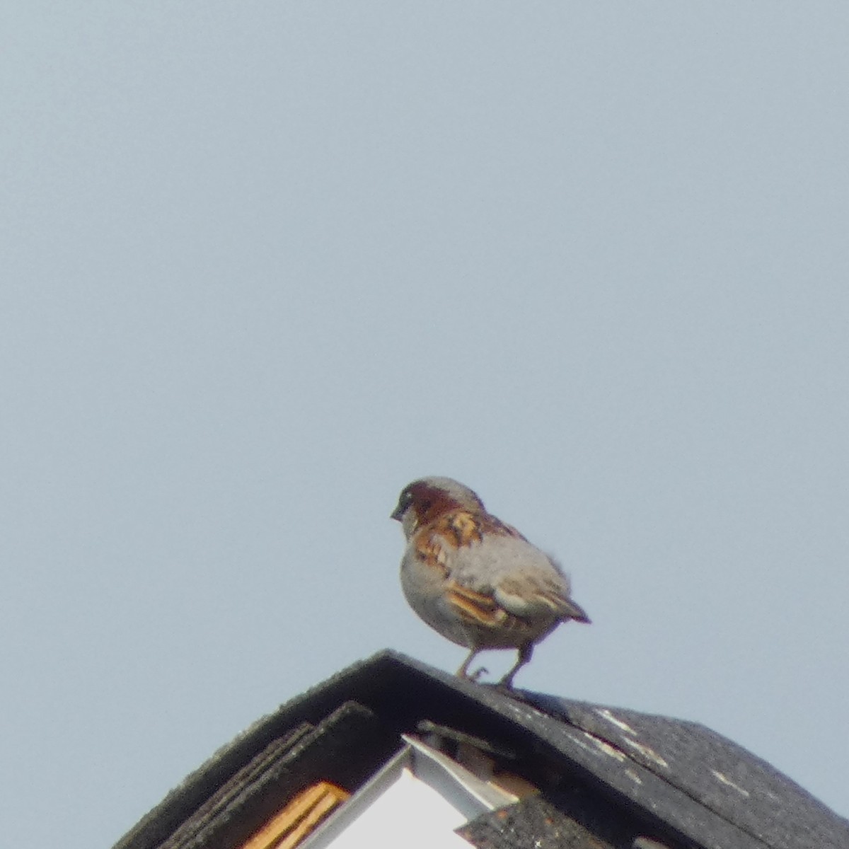 House Sparrow - ML619201202