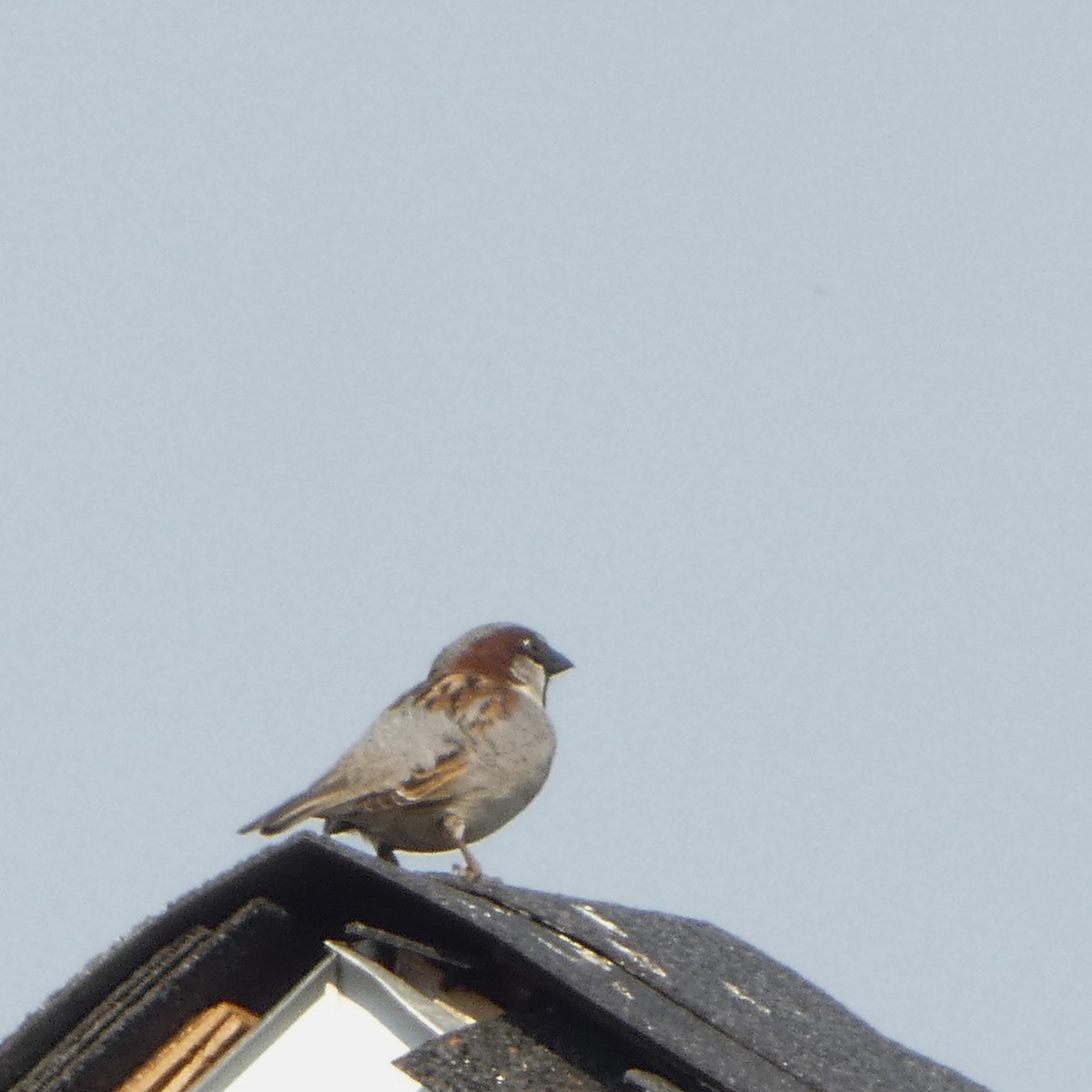 House Sparrow - ML619201203
