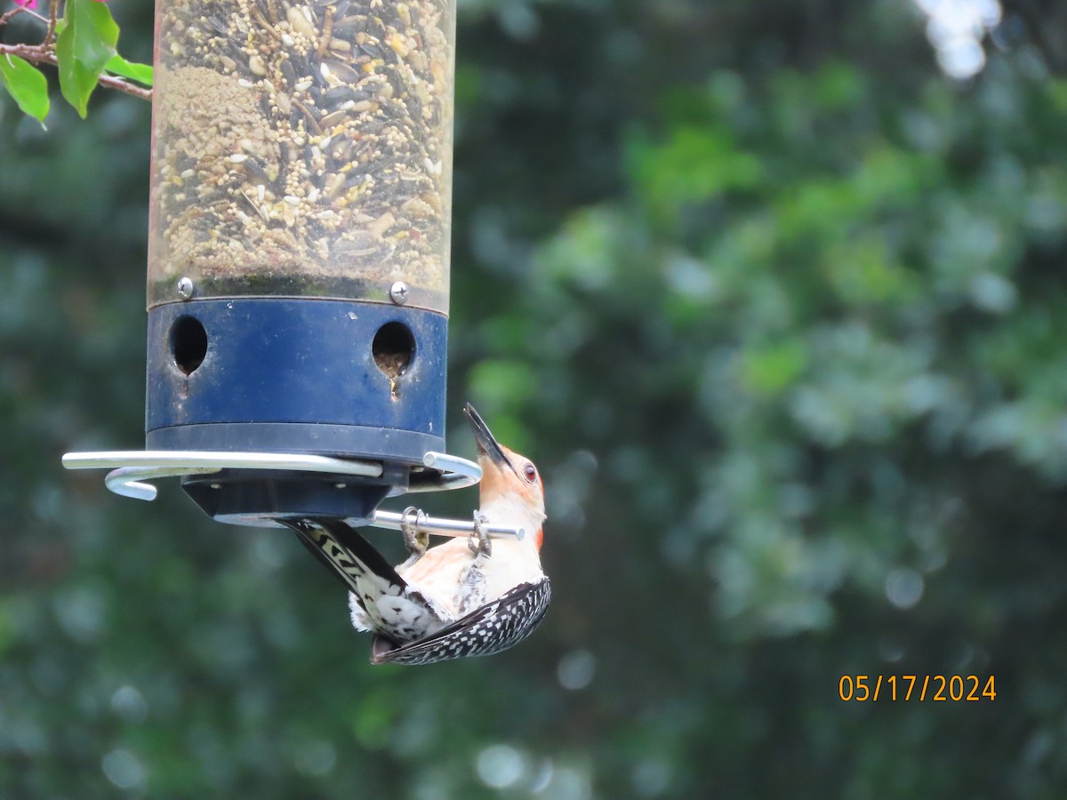 Red-bellied Woodpecker - ML619201227