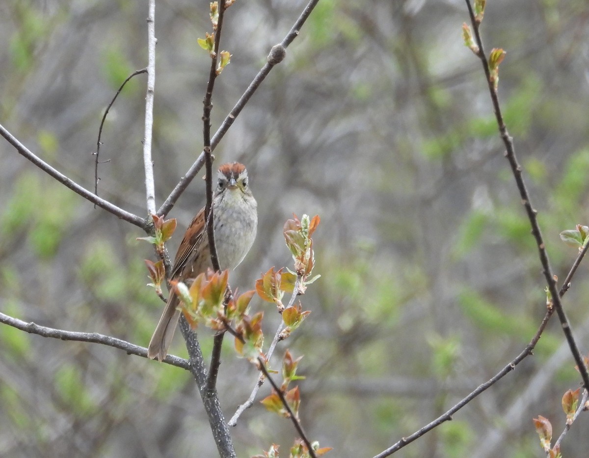 Swamp Sparrow - ML619201228
