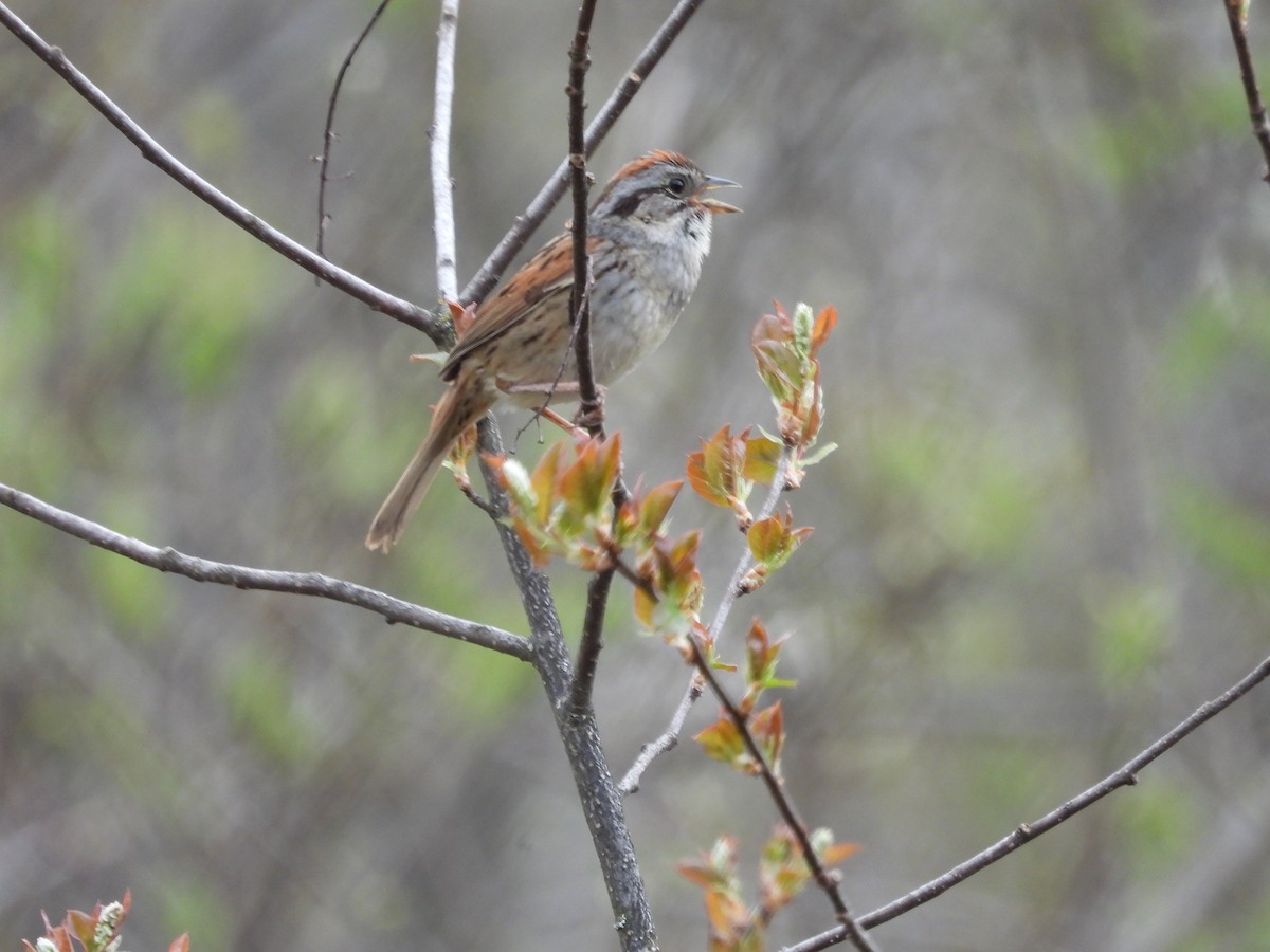 Swamp Sparrow - ML619201229