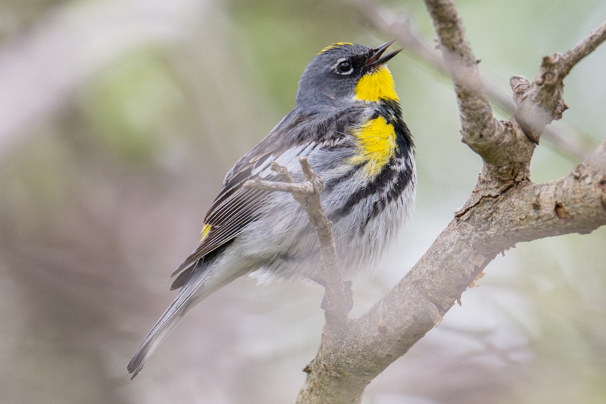 Yellow-rumped Warbler (Audubon's) - ML619201244